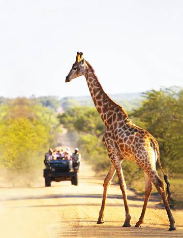 Turistas ante una jirafa en el parque Kruger, en Sudáfrica.