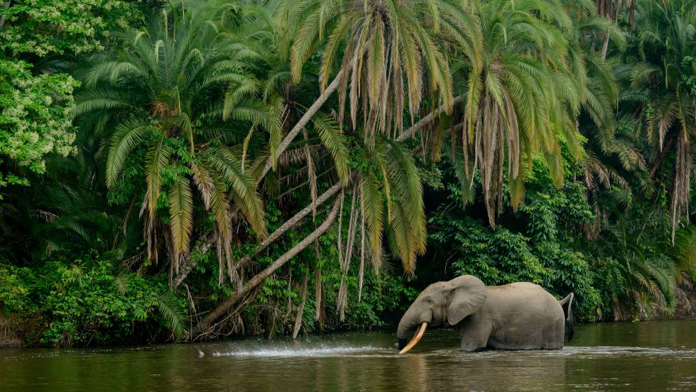 Un elefante africano en el río Lekoli, en el parque nacional de Odzala (República del Congo).