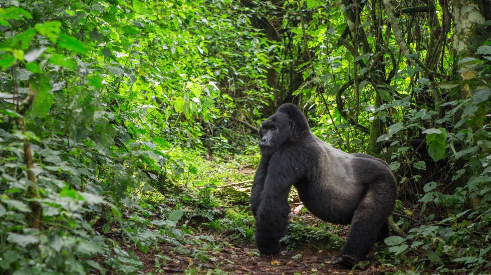 Un gorila de montaña en el parque nacional del Bosque Impenetrable Bwindi.