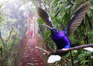 El bosque de los colibríes
