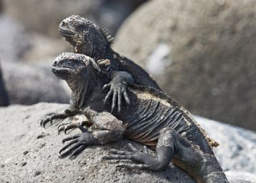 Galápagos, en las islas sin miedo Galápagos, en las islas sin miedo