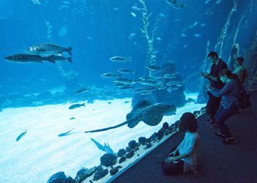 Un nuevo espacio marino en Las Palmas Un nuevo espacio marino en Las Palmas