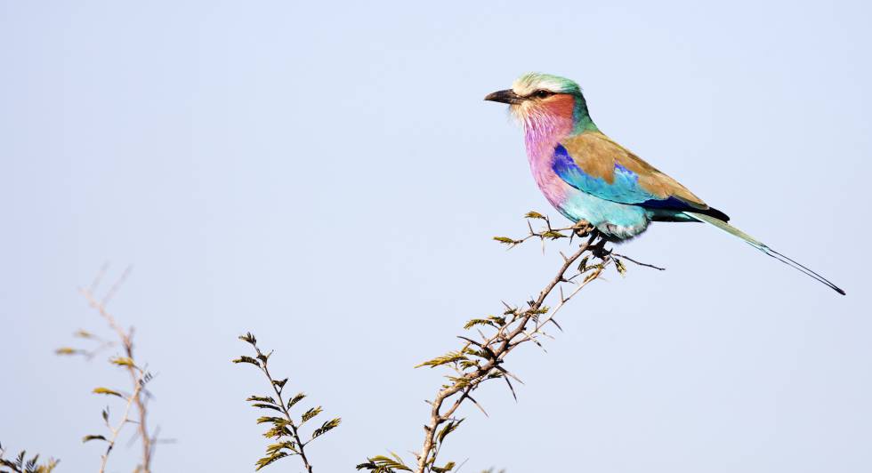 Una carraca lila en el parque nacional de Kruger, en Sudáfrica.