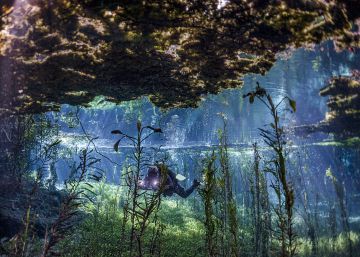 Pozas brasileñas para bucear como en un acuario Pozas brasileñas para bucear como en un acuario
