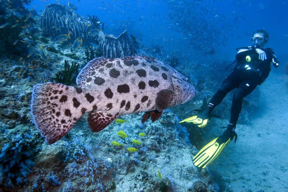 Un buceador junto a un mero en las aguas del archipiélago.