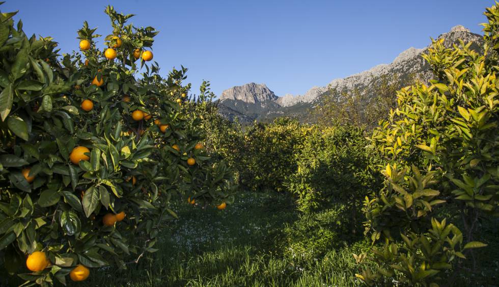Naranjos del huerto ecológico Ecovinyassa, con vistas a la sierra de Tramuntana (Mallorca):