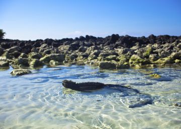 Iguanas que bucean, cormoranes que no vuelan y café en Galápagos