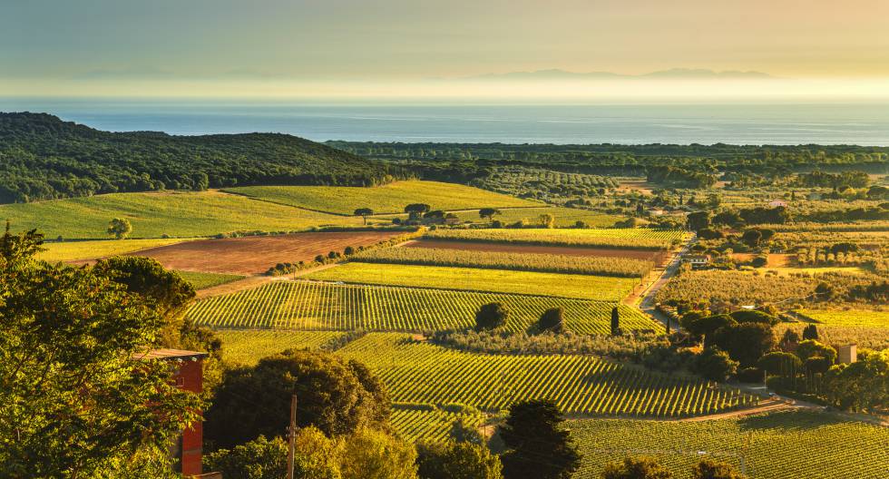 Viñedos de Bolgheri y Castagneto al atardecer, en la costa de la Toscana, con el mar Tirreno al fondo.