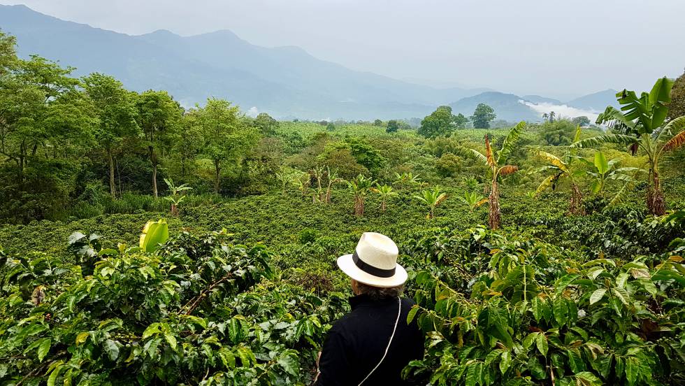 Plantas de café de la hacienda Combia, en Quindío.