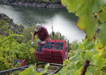 Así es la vertiginosa vendimia de la Ribeira Sacra Así es la vertiginosa vendimia de la Ribeira Sacra