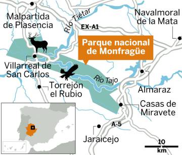 Bramidos de otoño en Monfragüe