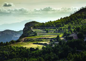 10 viñedos emblemáticos de España (y sus vinos ) 10 viñedos emblemáticos de España (y sus vinos )