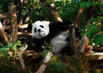 ¡Buenos días amigo panda! ¡Buenos días amigo panda!