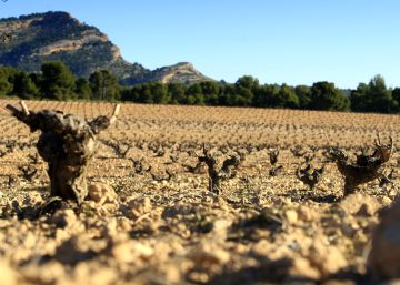 La nueva clave para escoger un vino: el suelo del que procede La nueva clave para escoger un vino: el suelo del que procede