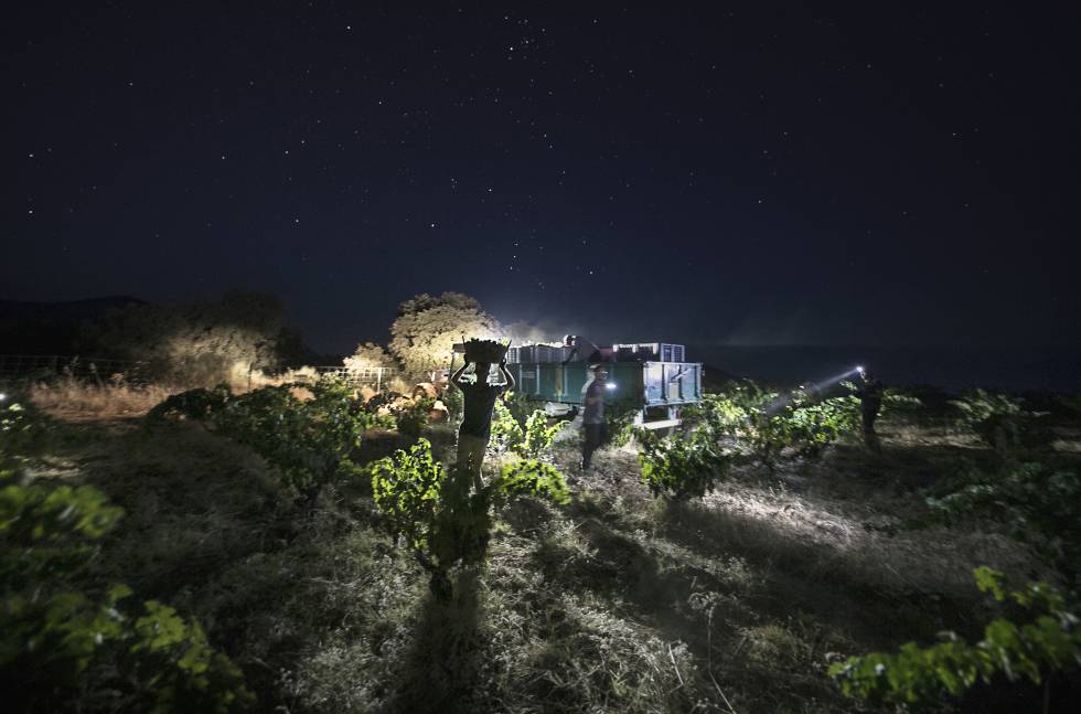 Vendimia nocturna en un viñedo de la bodega Pago los Balancines, en Oliva de Mérida (Badajoz).