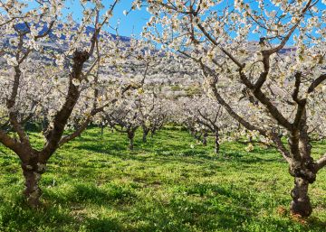 La floración de los cerezos y otras nueve razones para escaparse al valle del Jerte La floración de los cerezos y otras nueve razones para escaparse al valle del Jerte