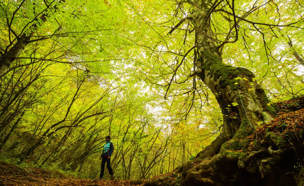 El parque natural de Urbasa, en Navarra, donde surge del río Urederra.