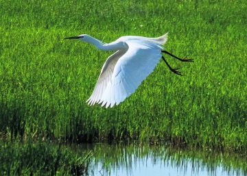 Mil maneras de disfrutar en Doñana Mil maneras de disfrutar en Doñana