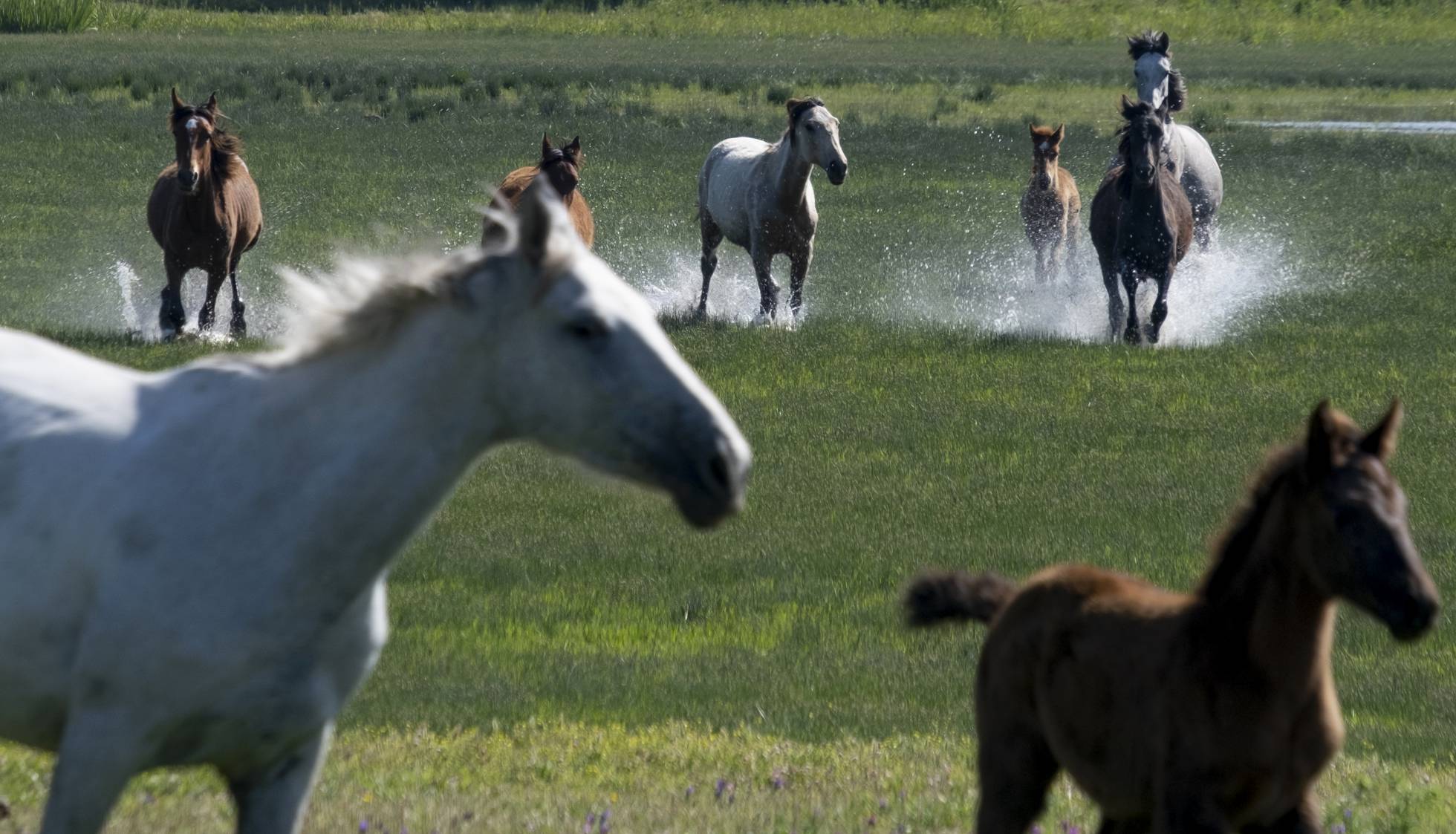 Todos los paisajes de Doñana