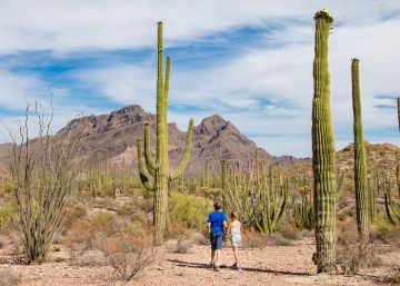 Cactus y tacos en el desierto de Sonora Cactus y tacos en el desierto de Sonora
