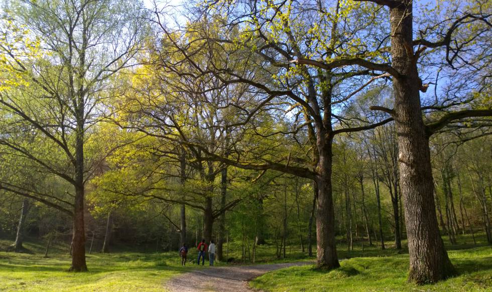 Uno de los bosques de Girona en los que la asociación Sèlvans organiza los baños.