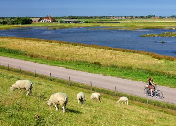 Una vuelta a los Países Bajos, más allá de Ámsterdam Una vuelta a los Países Bajos, más allá de Ámsterdam
