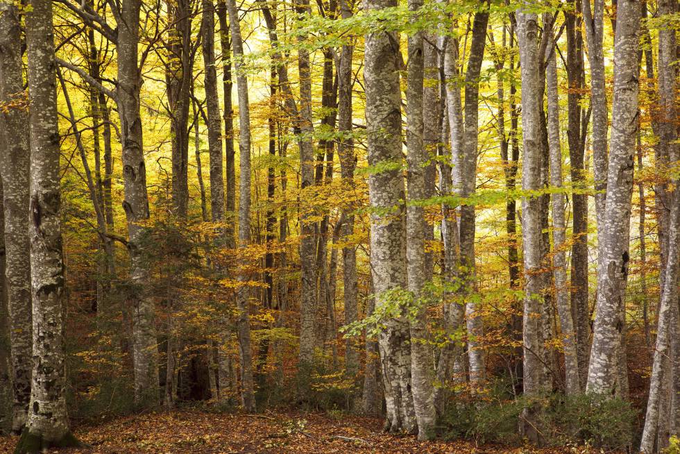 Colores del otoño en el bosque del Betato en Piedrafita de Jaca. Jesús Arranz AGE Fotostock