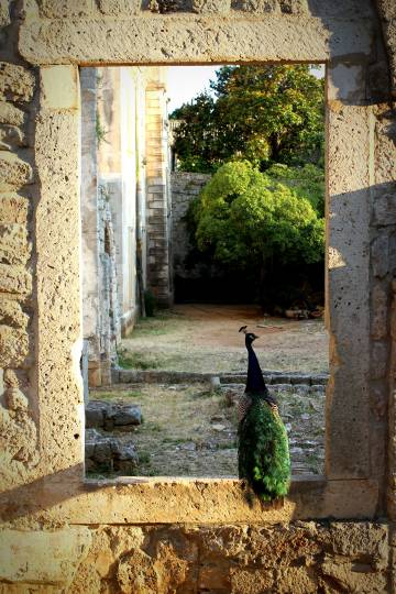 Un pavo real en la isla de Lokrum, en Dubrovnik.