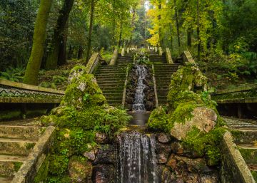 Los gigantes verdes de Bussaco Los gigantes verdes de Bussaco