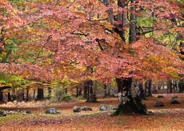 Tres días de puro otoño Tres días de puro otoño