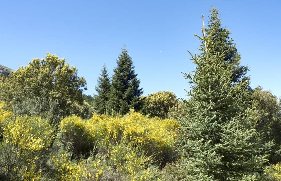 Pinsapos en el parque natural Sierra de las Nieves, en la provincia de Málaga.