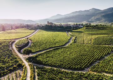10 pistas para los amantes de los vinos con personalidad 10 pistas para los amantes de los vinos con personalidad