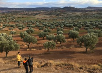 Apadrinar un olivo y otras propuestas verdes Apadrinar un olivo y otras propuestas verdes