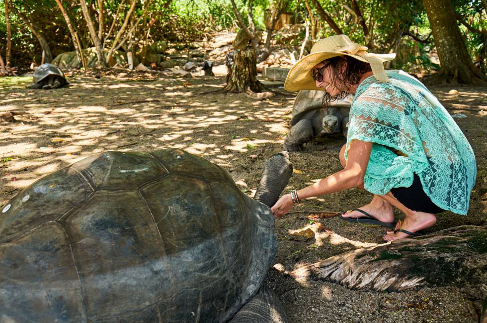 Una turista acaricia a una tortuga gigante de Aldabra ('Aldabrachelys gigantea') en la isla de Curiesue, cerca de Praslín, en Seychelles.