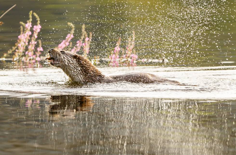 Una nutria, en la presa del Encinarejo.