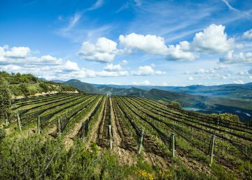 Diez vinos de altura Diez vinos de altura