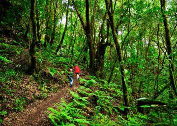 El sonido del bosque en tu móvil El sonido del bosque en tu móvil