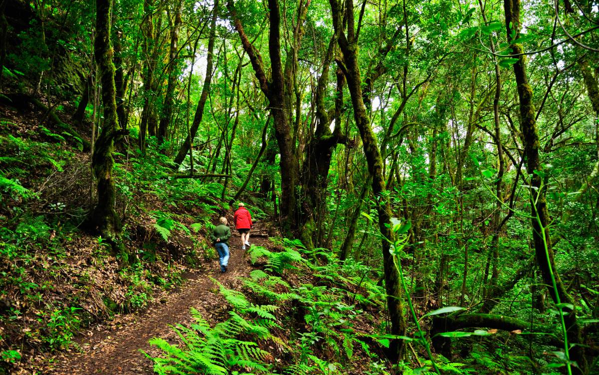 El sonido del bosque en tu móvil
