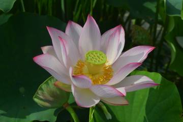 Flor de loto del jardín Mossèn Cinto Verdaguer de Barcelona.