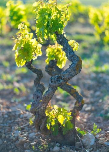 Cepa en la bodega Ysios (Álava).