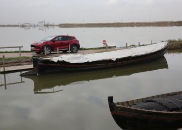 De la laguna al mar: la vida acuática de la Albufera valenciana De la laguna al mar: la vida acuática de la Albufera valenciana