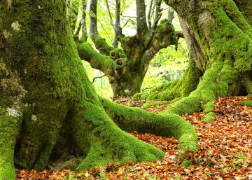 Cinco baños de bosque para conectar con la naturaleza y con uno mismo Cinco baños de bosque para conectar con la naturaleza y con uno mismo