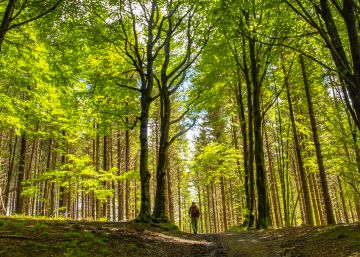 Tres hayedos mágicos para el otoño Tres hayedos mágicos para el otoño