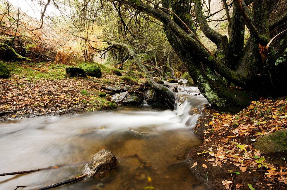Bosque otoñal en Somosierra (Madrid).