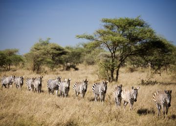 Ver la gran migración en Tanzania y más ofertas de la semana Ver la gran migración en Tanzania y más ofertas de la semana