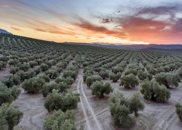 Andalucía, viaje por un infinito océano de olivos Andalucía, viaje por un infinito océano de olivos