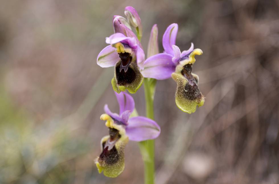 Un ejemplar de orquídea abejera rosa.