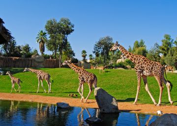 Revolución en el zoológico: de ‘casas de fieras’ a centros de conservación Revolución en el zoológico: de ‘casas de fieras’ a centros de conservación