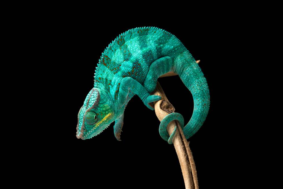Un camaleón en la isla de Madagascar.