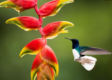 Costa Rica: un delirio de la naturaleza para vivir mil y una aventuras Costa Rica: un delirio de la naturaleza para vivir mil y una aventuras